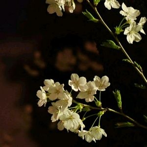 Meet your Posher, Dylan